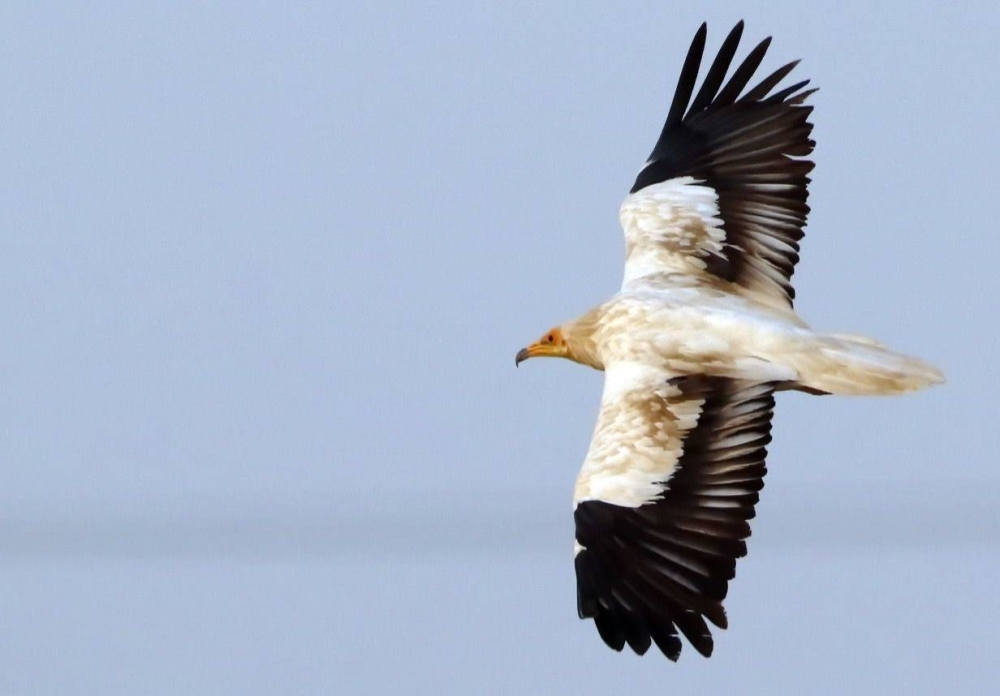 طائر الرخمة	