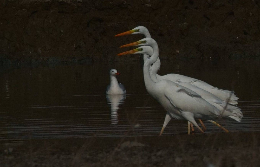 طائر البلشون	