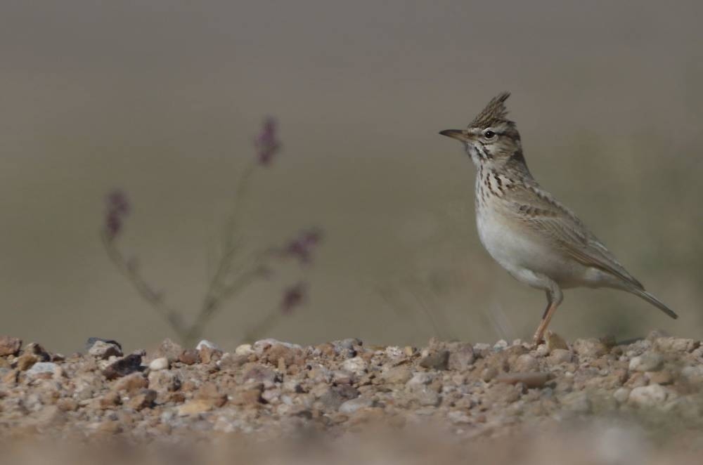 طائر القوبعة	