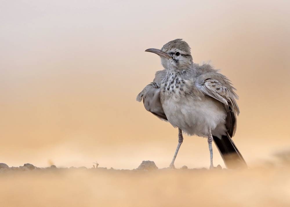 طائر القوبعة	