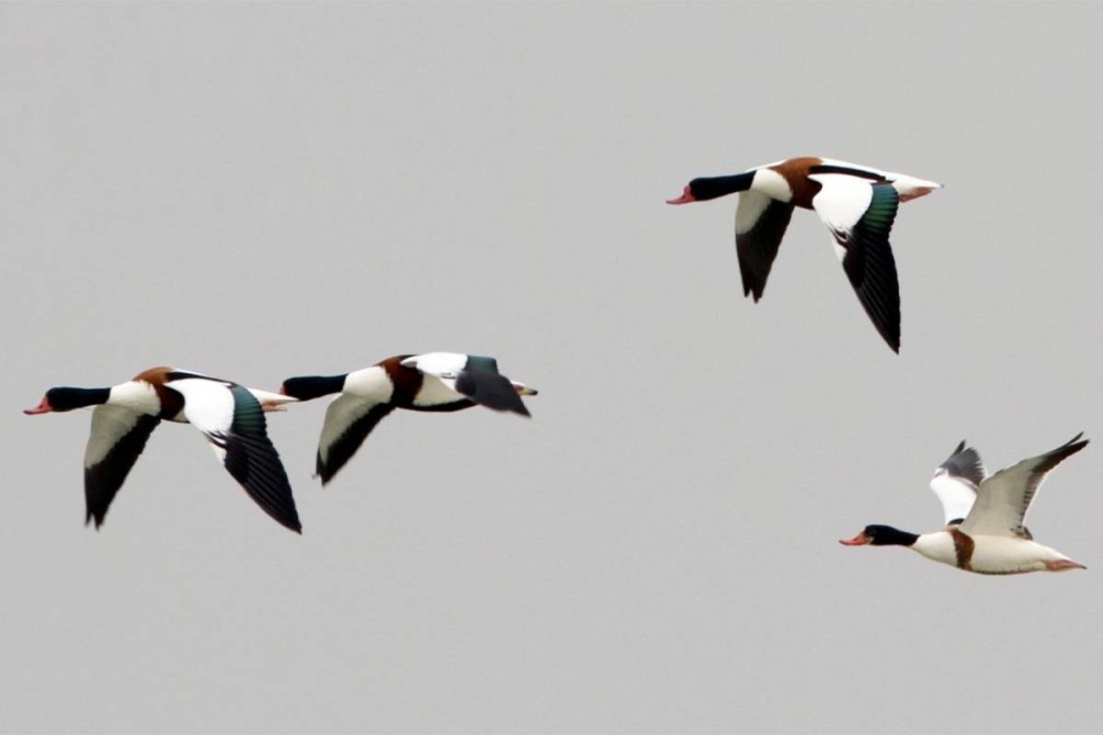 بط الشهرمان