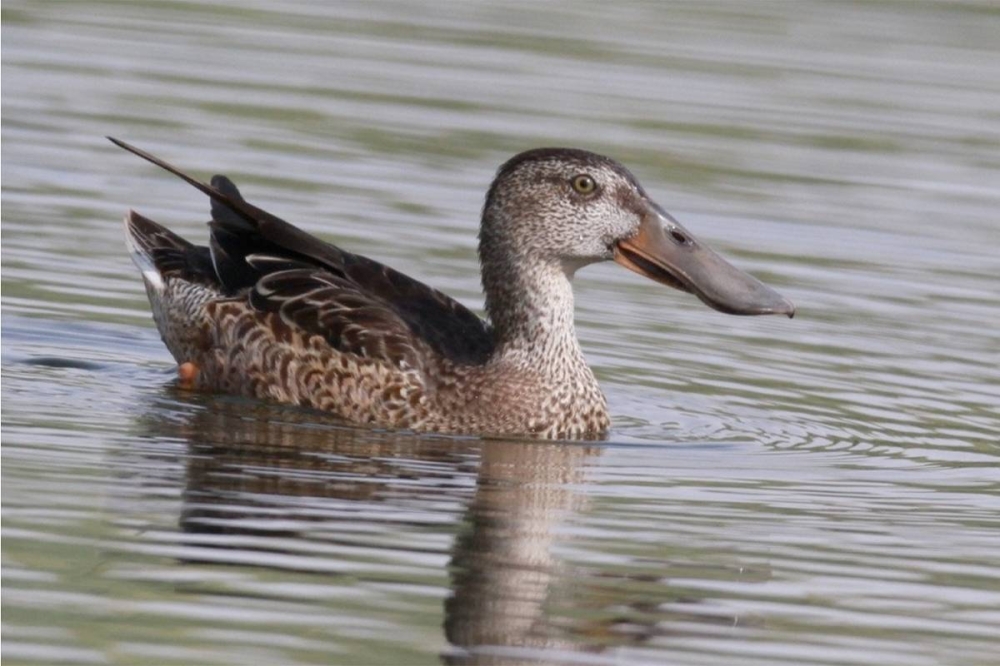 بط أبو مجرفة