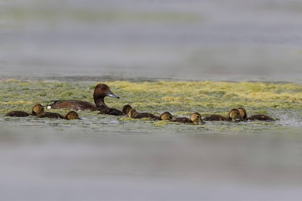 البط الكستنائي مع الفراخ