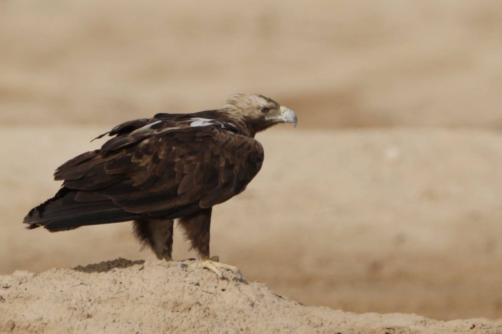 تصوير: فريق عدسة البيئة الكويتية