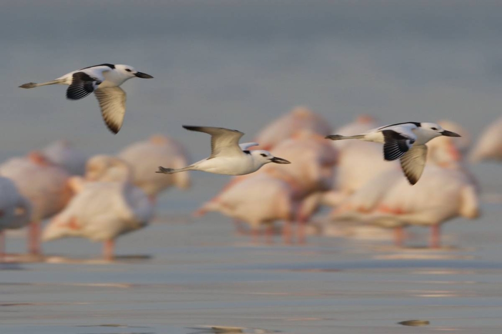 تصوير: فريق عدسة البيئة الكويتية