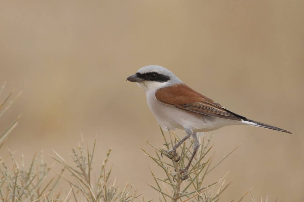 تصوير: فريق عدسة البيئة الكويتية