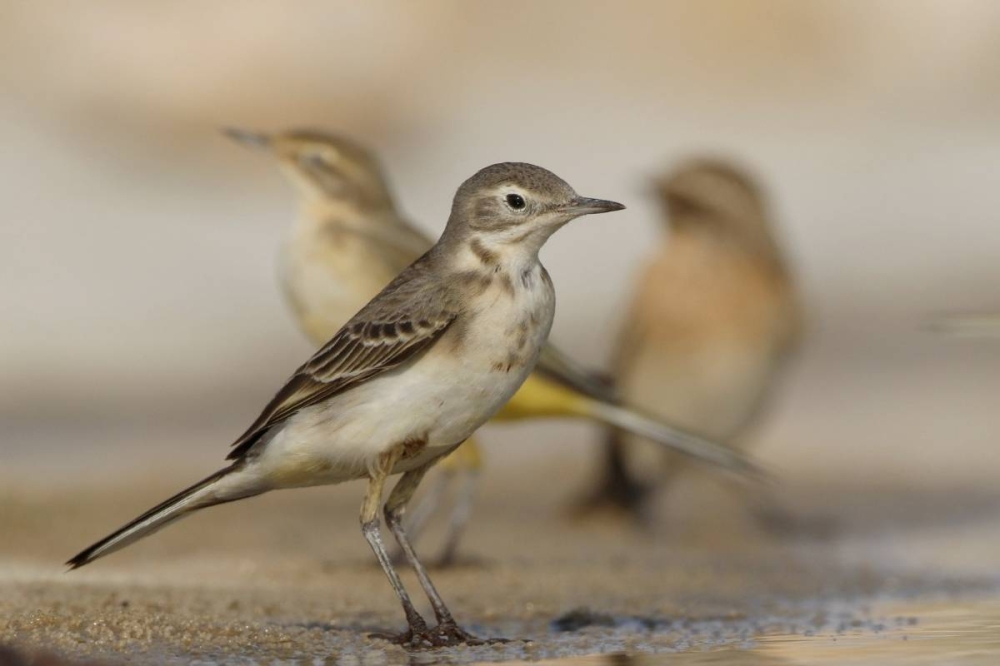 تصوير: فريق عدسة البيئة الكويتية
