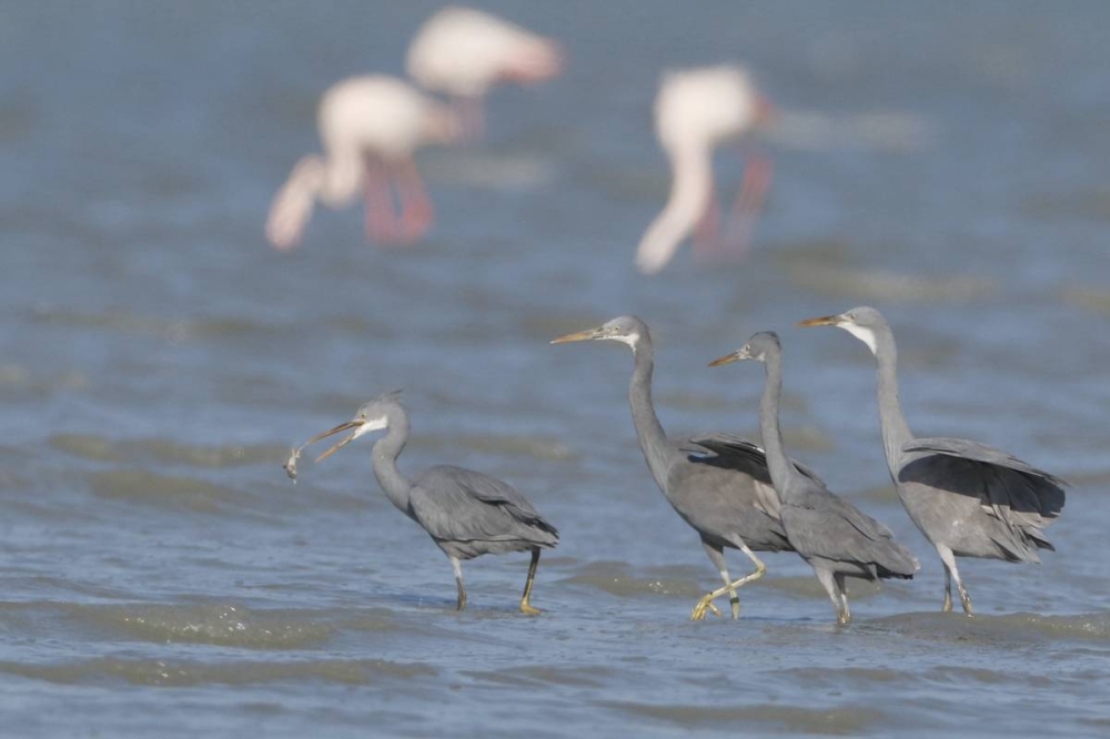 تصوير: فريق عدسة البيئة الكويتية