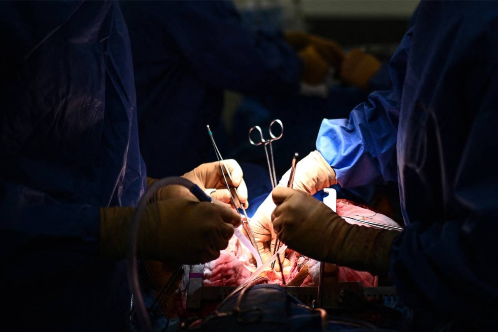 عملية جراحية لخنزير 