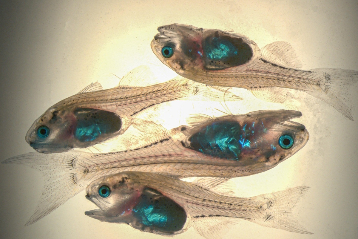 معهد الأبحاث يستزرع أسماك الشيم في الأحواض