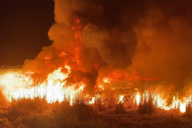 «الإطفاء» تسيطر على حريق أشجار بجوار «صباح الأحمد السكنية»