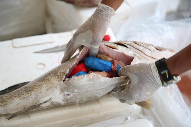 «الداخلية»: قانون مكافحة المخدرات إطار وطني وتشريعي لتنفيذ استراتيجية شاملة أكثر صرامة