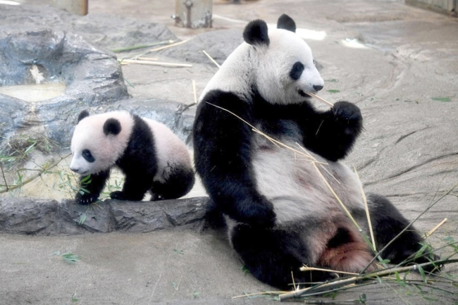 اليابان بلا «باندا» في 2026 