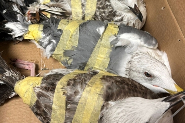 «الزراعة»: لا تهاون مع الممارسات الضارة بالبيئة البحرية