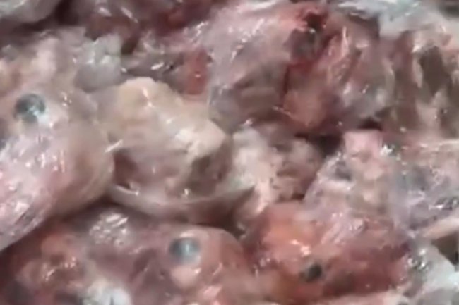 ضبط مستودع لتخزين وترويج لحوم فاسدة وغير صالحة للاستهلاك الآدمي