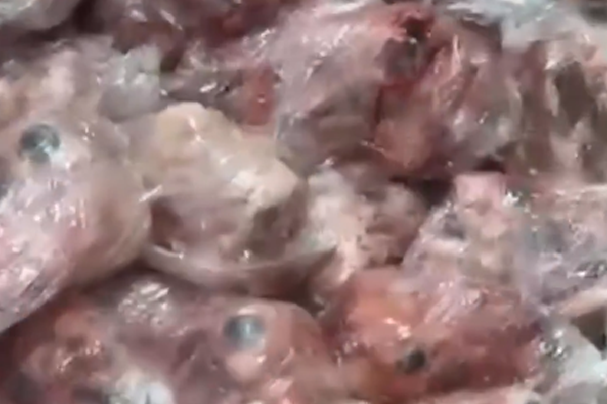 «الداخلية» تضبط مستودعاً للحوم الفاسدة بالشويخ 