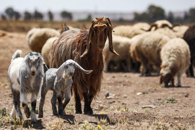 قوات الاحتلال تستولي على 250 رأس ماعز بعد توغلها في بلدة سورية