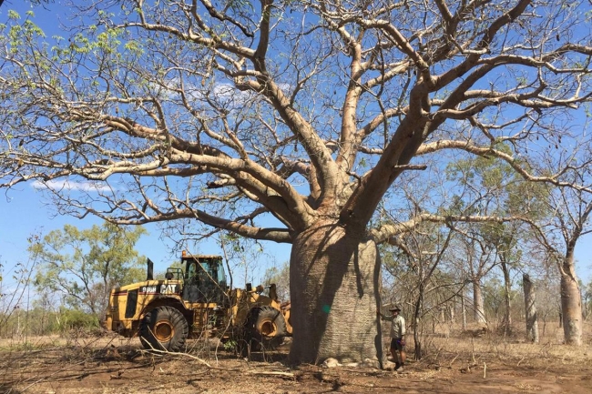 الأشجار تموت بسرعة في أستراليا 
