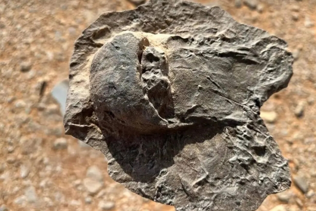 السعودية.. اكتشاف أحافير نادرة تعود إلى 465 مليون سنة في العلا