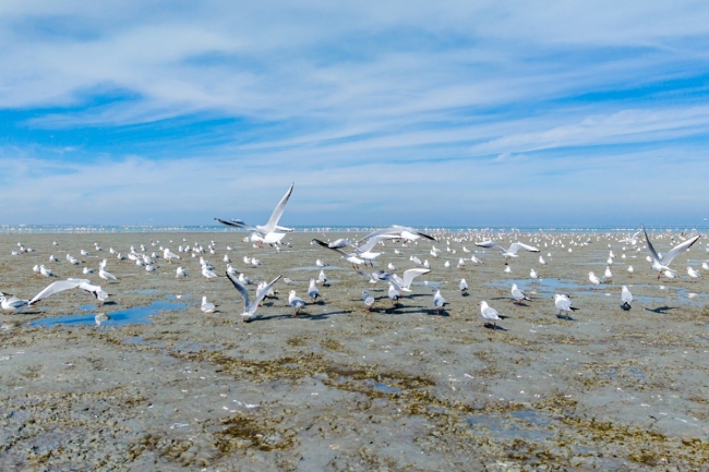 رصد أكثر من ألف طائر تحلّق في سماء الكويت
