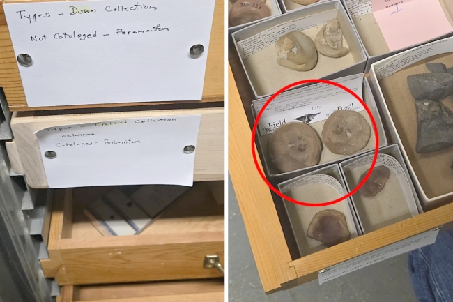 «النوتيلوس» أزاح الأخطبوط من «غينيس» 