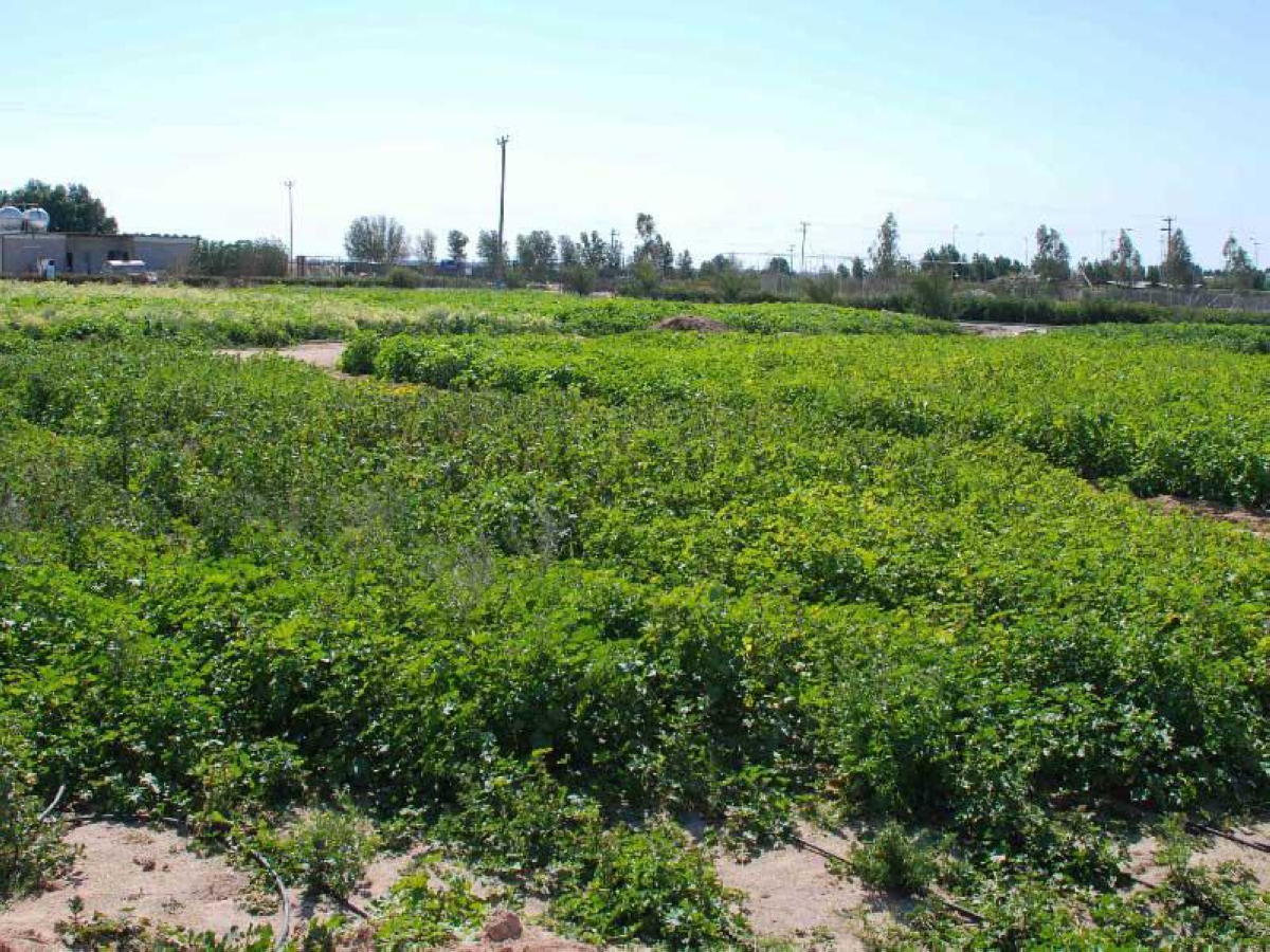 حظر التصرف في كافة أنواع الحيازات الزراعية والحيوانية 