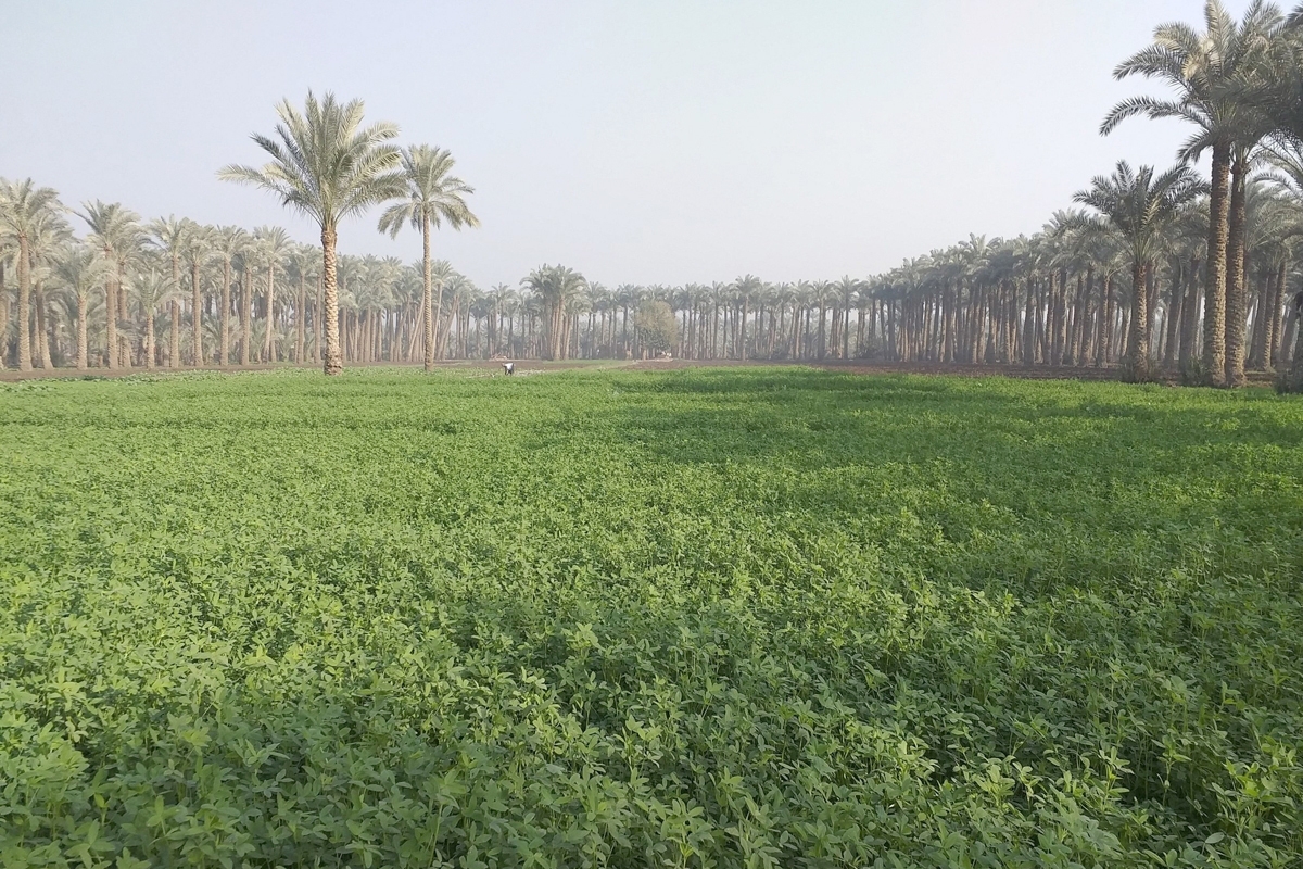 حظر التصرف بالحيازات الزراعية والحيوانية 