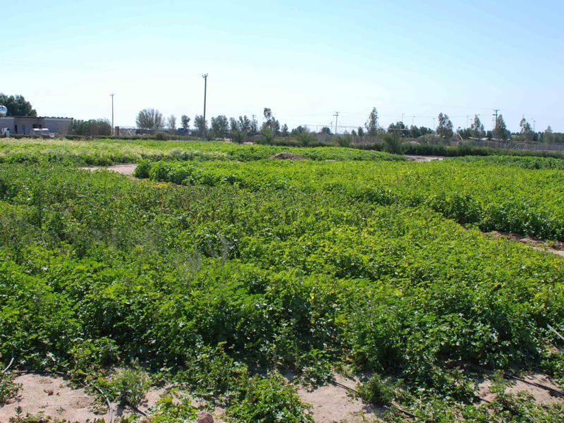 مزارع العبدلي