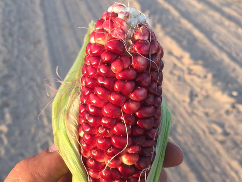 الذرة الحمراء