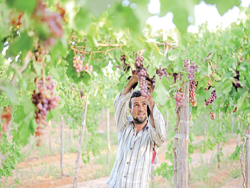 قررت وزارة التموين والتجارة الداخلية المصرية أمس التوقف عن شراء القمح المحلي يوم الأربعاء قبل الموعد المعتاد، بعد أن زادت الكميات التي اشترتها على المستهدف، وهو أربعة ملايين طن، ونظراً لانخفاض معدلات التوريد لأدنى مستوى.nوبحسب الوزير خالد حنفي، فإن مصر، وهي أكبر دولة مستوردة للقمح في العالم، أنفقت 14.5 مليار جنيه (1.6 مليار دولار) هذا العام، في إطار خطة دعم المزارعين الذين يحصلون على سعر ثابت قدره 420 جنيها (47.30 دولارا) مقابل إردب القمح (150 كغ)، بعد أن تخلت الحكومة عن خطط الدفع بأسعار السوق العالمية هذا العام.nوفي الصورة، (أ ف ب) مزارع مصري يجمع محصول العنب في كفر الحاج داود بمحافظة الغربية .n(رويترز)