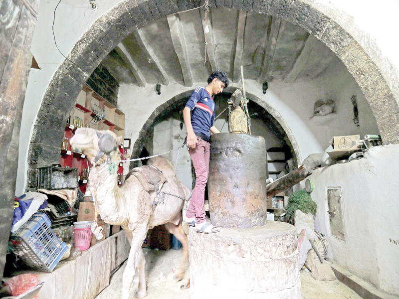 يمني داخل معصرة تقليدية لاستخراج زيت السمسم بصنعاء القديمة أمس الأول (إي بي أيه)