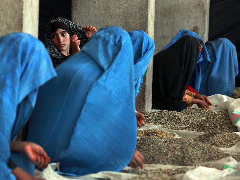 جانب من استخراج الفستق الأفغاني