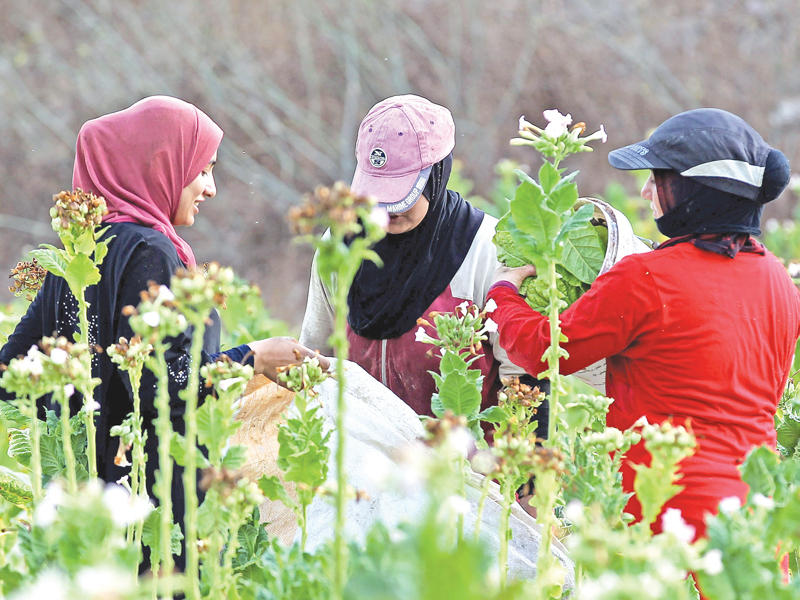 لبنانيات وسوريات خلال عملهن في زراعة الدخان في صريفا جنوب لبنان أمس (إي بي أيه)