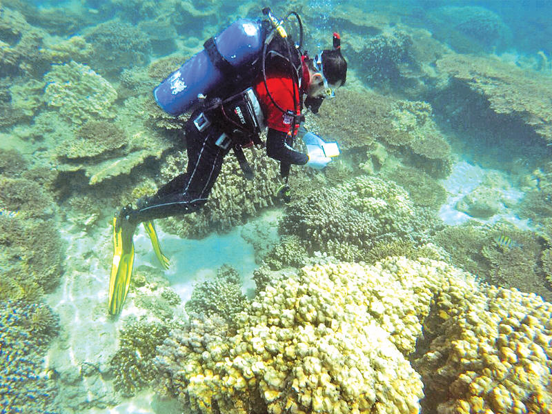 فريق الغوص يتابع حالة الشعاب المرجانية