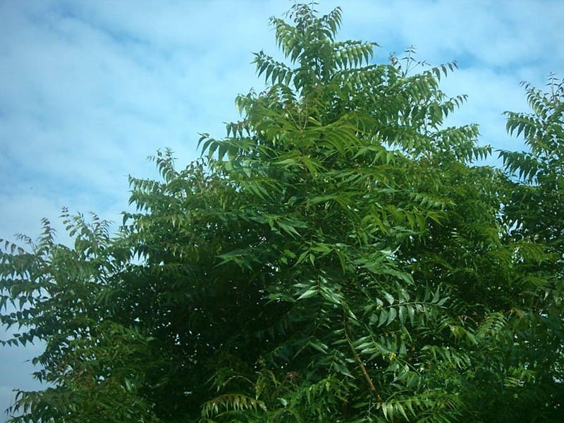 أشجار «النيم»