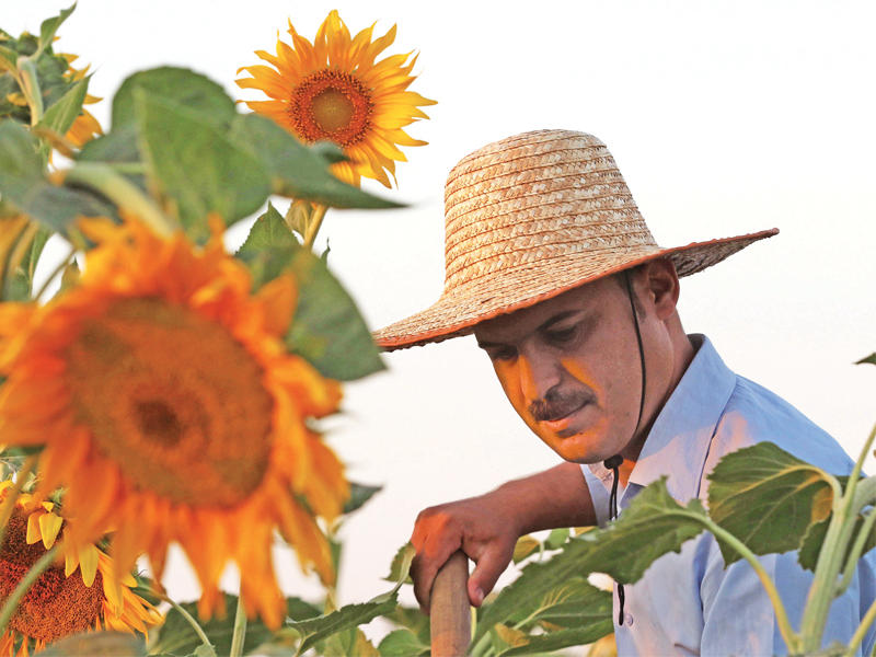 كردي يحصد محصوله من زهرة عباد الشمس غرب مدينة أربيل أمسt(أ ف ب)