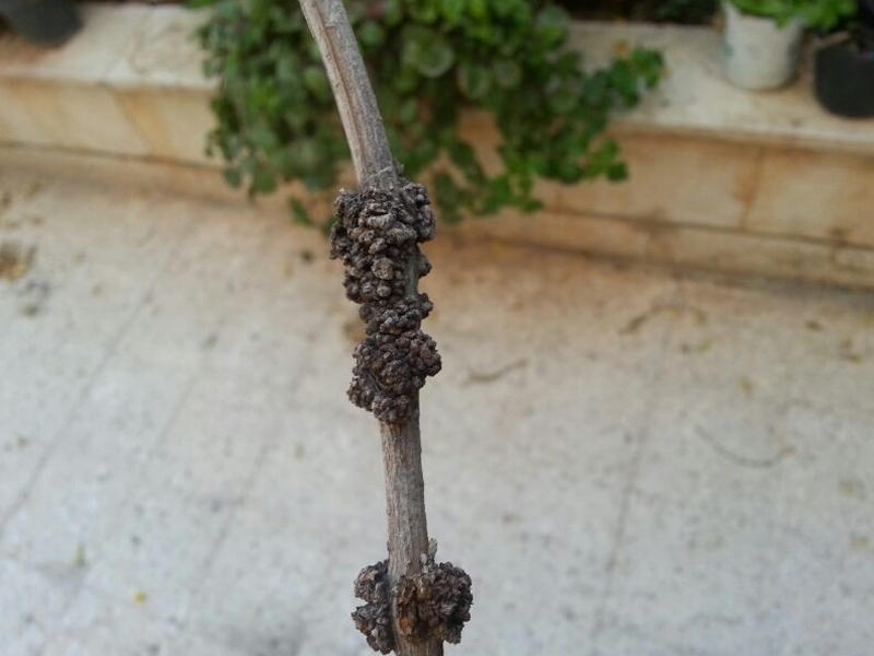 أعراض مرض التدرن التاجي