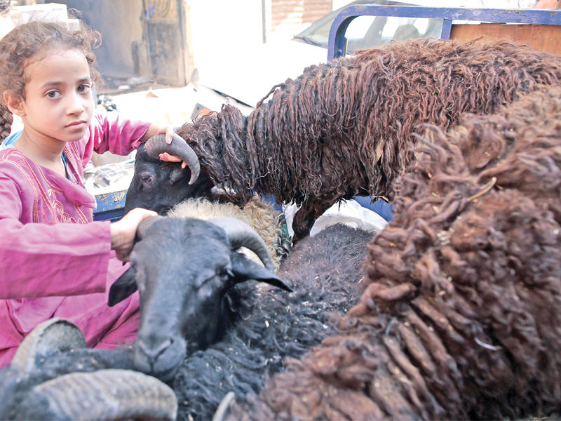 طفلة مصرية تجلس بجانب بعض الخراف استعداداً لعيد الأضحى في حي السيدة زينب بالقاهرة أمس  (إي بي أيه)