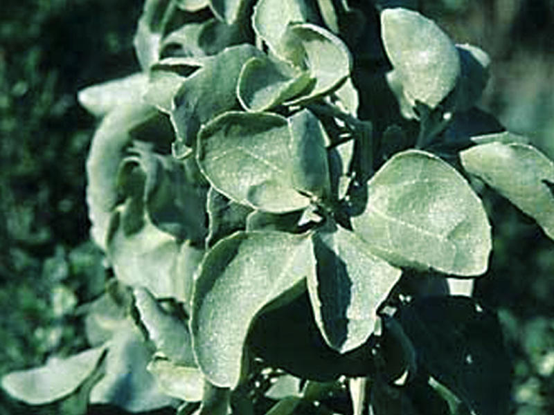 نبات «الرغل»