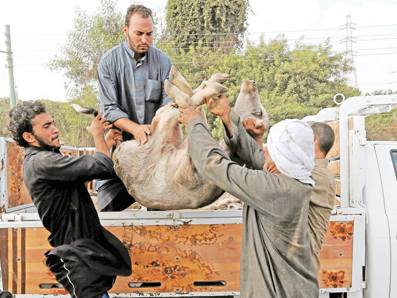 باعة ينقلون خروفا في سوق لبيع الأغنام بالقاهرة مطلع سبتمبر الجاري   (رويترز)