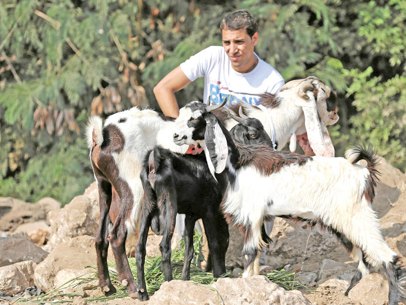 مصري يبيع الأضاحي في الجيزة (رويترز)