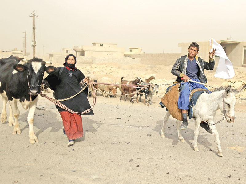 عراقيان يفران مع ماشيتهما من المعارك في قرية بزويا شرق الموصل أمس          (رويترز)