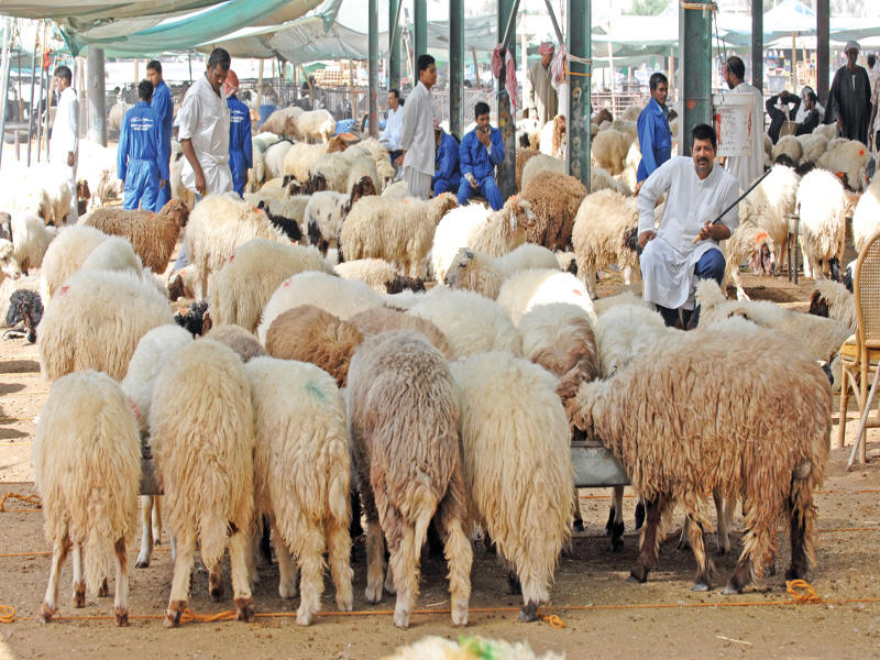 أحد مواقع بيع الأغنام في البلاد