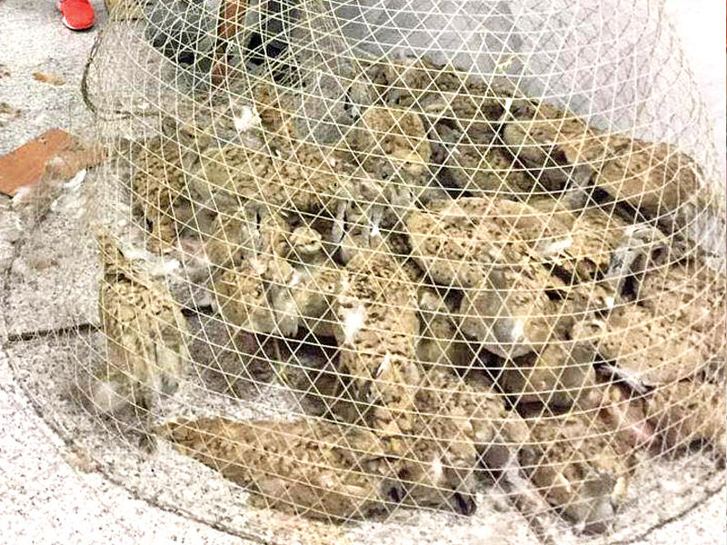 الحبارى التي تم ضبطها