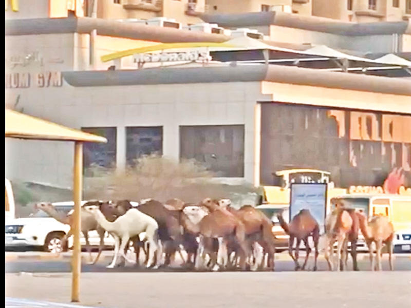 الجمال الهاربة تربك المرور