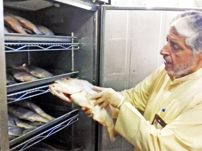 فحص الأسماك في أحد المطاعم