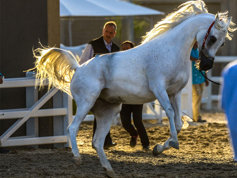 مهرجان الكويت الوطني للجواد العربي