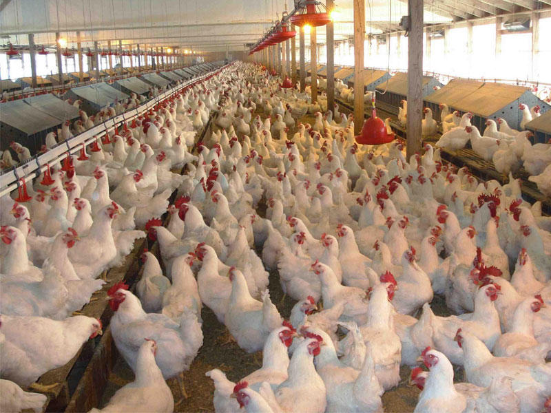  الدواجن المستوردة