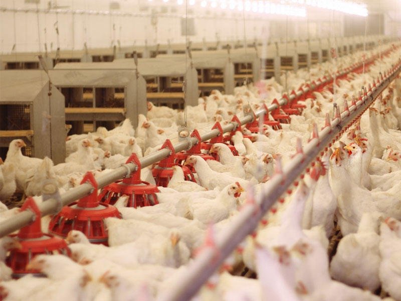 مزارع الدجاج