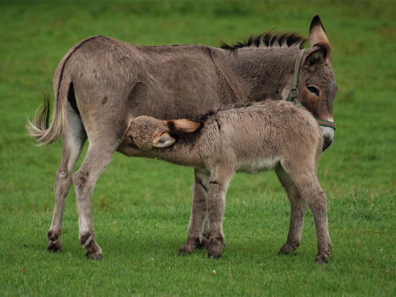 حليب الحمير